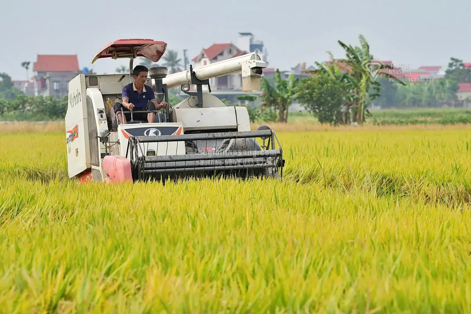 Ngành Lúa Gạo Việt Nam 2026: Thách Thức Tái Cấu Trúc và Cơ Hội Đầu Tư Bất Động Sản Nông Nghiệp Bền Vững