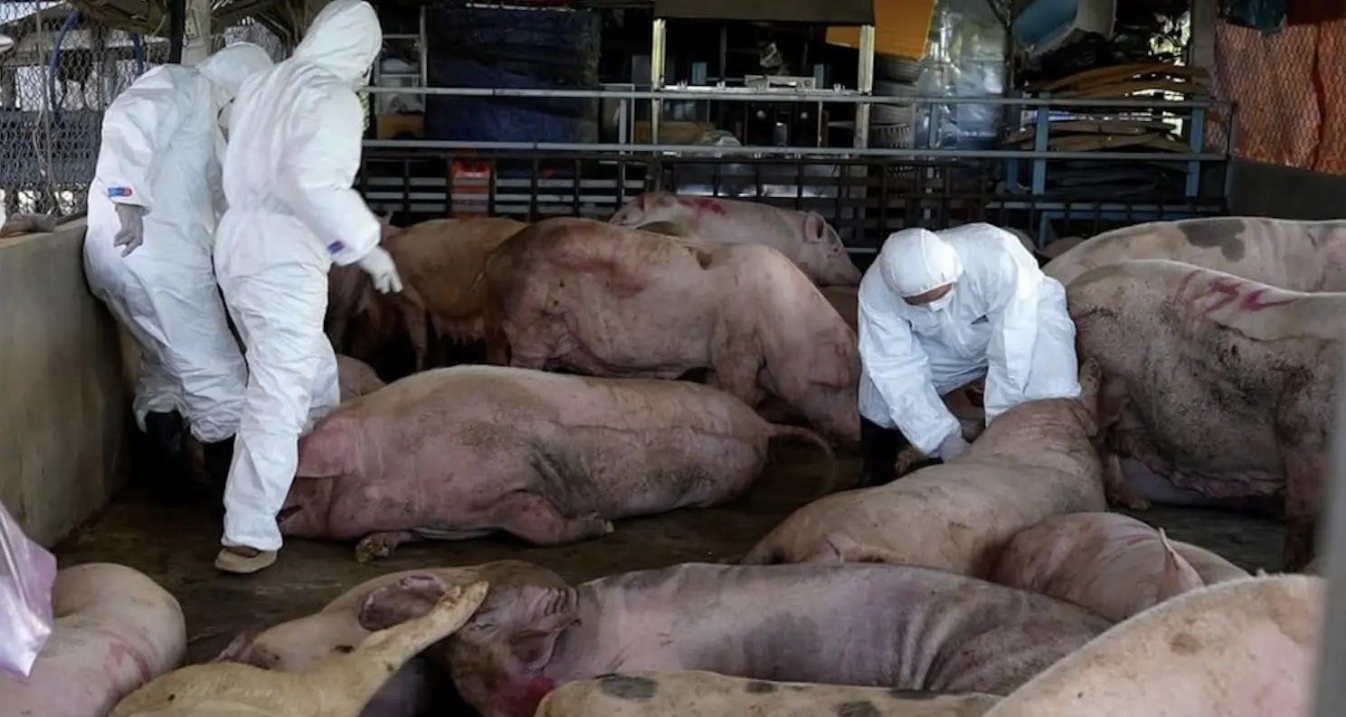 Nông dân lao đao vì 1 triệu con lợn bị tiêu hủy, ông lớn chăn nuôi lãi nghìn tỷ - VietNamNet