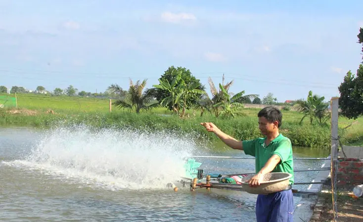 Nuôi tôm thẻ trong nước ngọt, chuyện lạ Hưng Yên sau sáp nhập tỉnh Thái Bình, trồng dưa ...