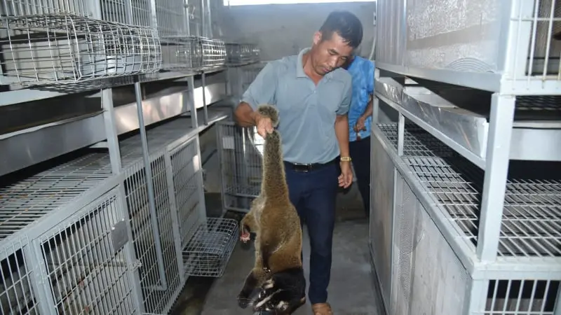 Nuôi cầy vòi, động vật hoang dã có cặp mắt sáng long lanh, dân Quảng Ninh bán 20 triệu/cặp giống