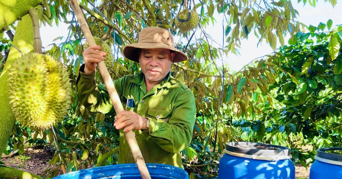 Nông dân Gia Lai biến thứ bỏ đi thành 'thuốc quý' cho cây vua, giảm chi phí, thu tiền tỷ mỗi năm