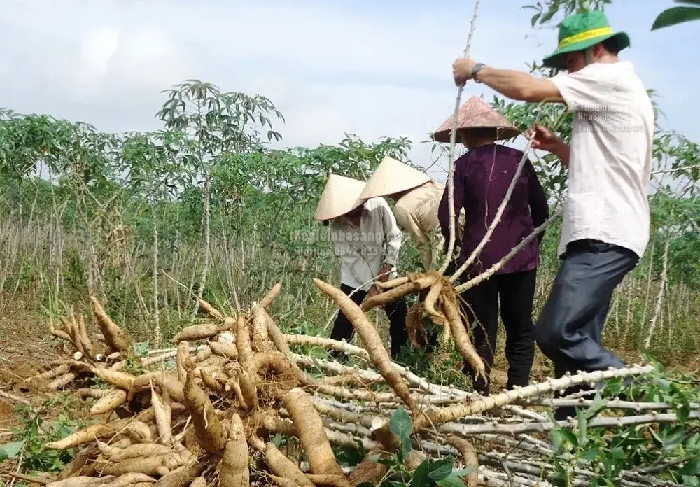 Phát Triển Hệ Sinh Thái Ethanol: Cơ Hội và Thách Thức Cho Thị Trường Bất Động Sản Công Nghiệp Việt Nam