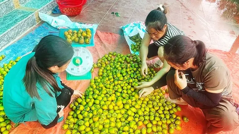 Vùng đất này ở Thái Nguyên trồng giống hồng cổ, ra quả đẹp, ngâm mấy ngày là ăn ngon
