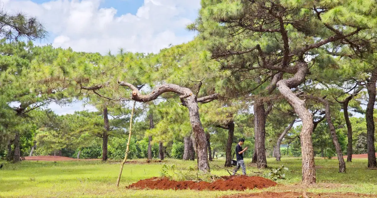 Tỉnh Gia Lai chỉ đạo điều tra rừng thông dự án sân golf Đăk Đoa bị xâm hại - PLO