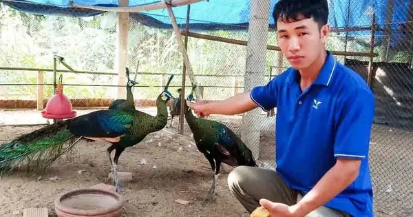 Bỏ phố về quê, kiếm tiền tỉ mỗi năm - Báo Người Lao Động
