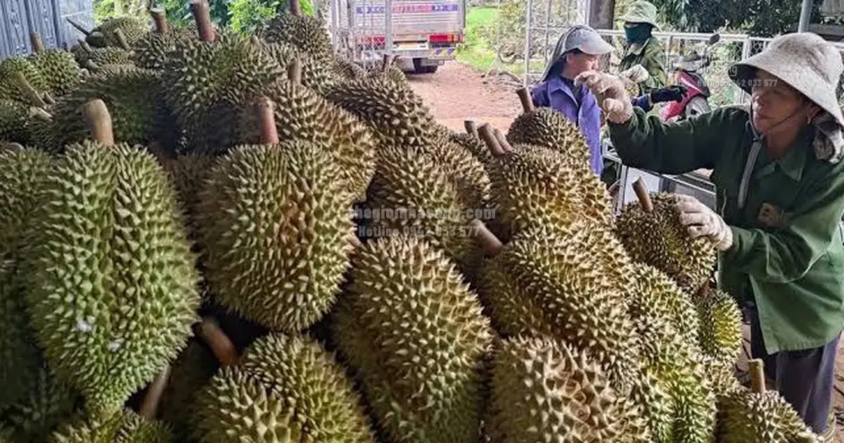 Sầu Riêng Việt Nam Mở Rộng Thị Trường Ấn Độ: Cơ Hội và Tác Động Đến Bất Động Sản Nông Nghiệp Cao Cấp