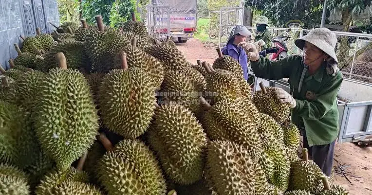 Sầu Riêng Việt Nam Mở Rộng Thị Trường Ấn Độ: Cơ Hội và Tác Động Đến Bất Động Sản Nông Nghiệp Cao Cấp