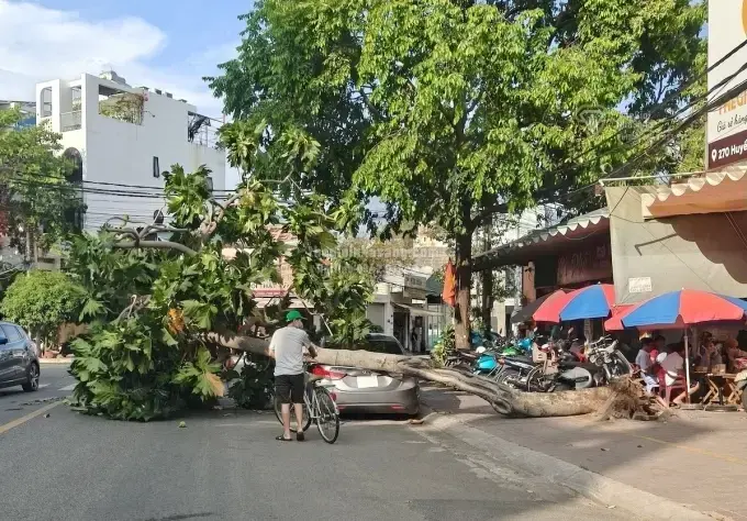 Sự cố cây sa kê bật gốc tại TP HCM: Cảnh báo an toàn hạ tầng xanh và tác động đến thị trường bất động sản đô thị