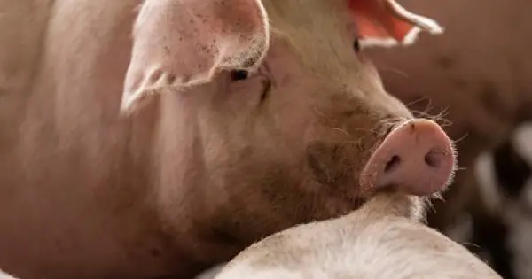 Dự báo giá heo hơi ngày 6/9: Có thể tiếp tục tăng tại một số địa phương