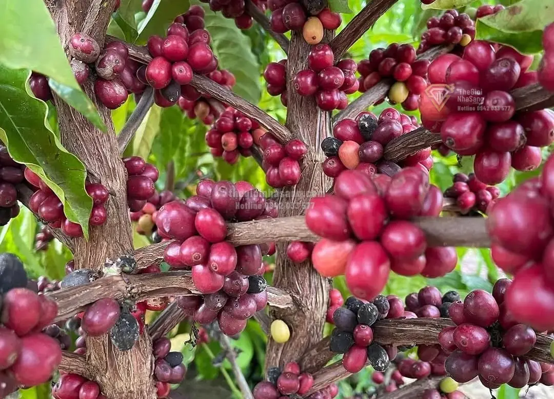 Tác Động Của Cuộc Cạnh Tranh Đất Hiếm Trung Quốc - Mỹ Đến Thị Trường Bất Động Sản Việt Nam