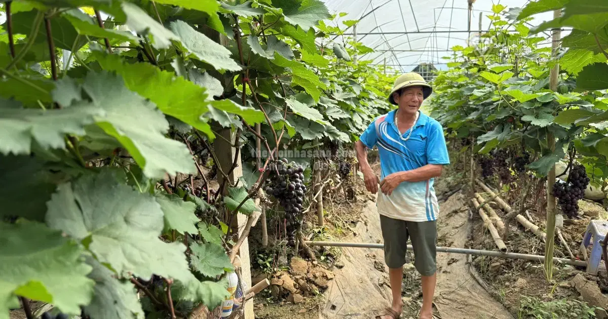 Thách Thức Thoái Hóa Đất và Tác Động Đến Thị Trường Bất Động Sản Nông Nghiệp Việt Nam