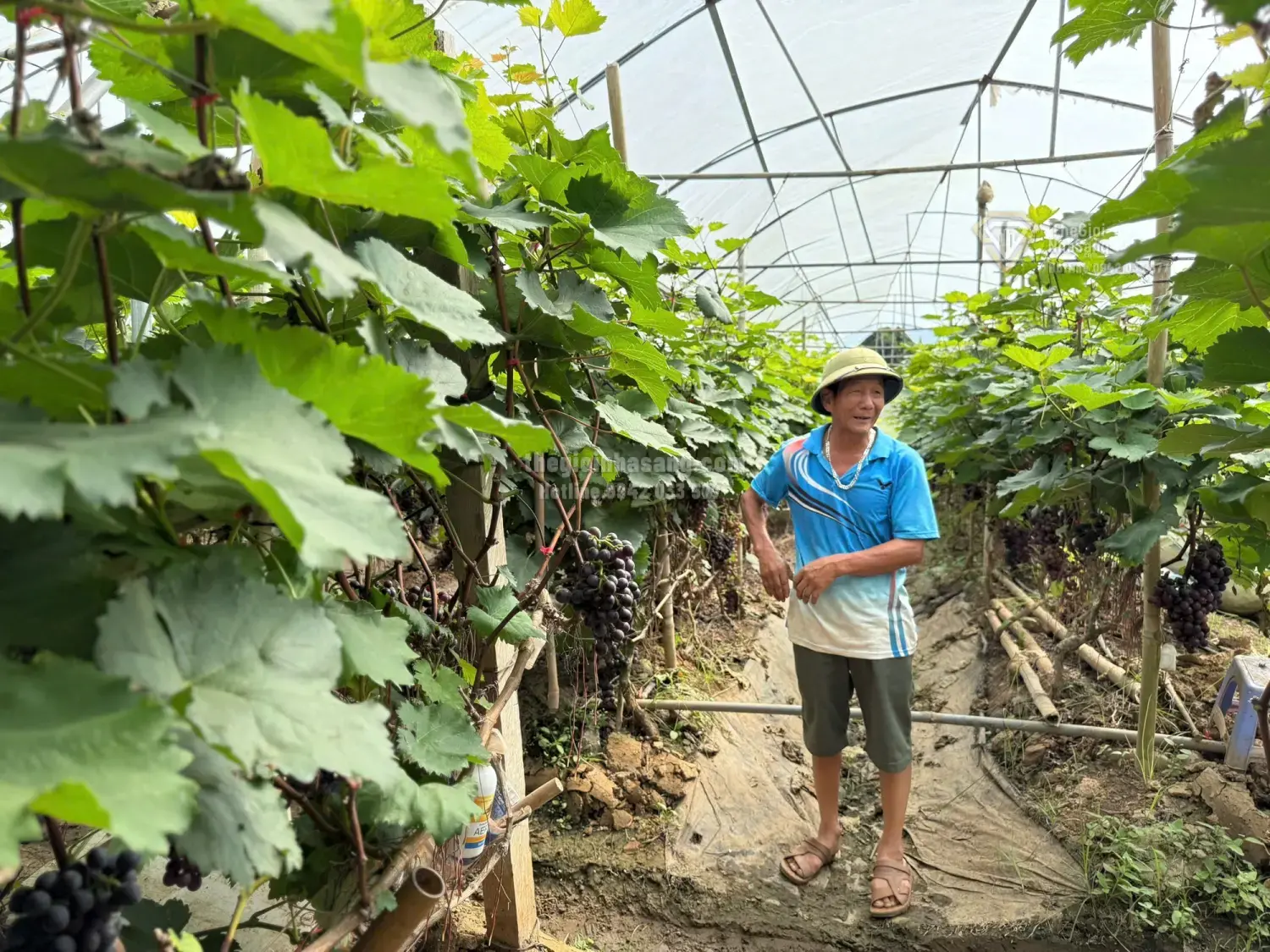 Thách Thức Thoái Hóa Đất và Tác Động Đến Thị Trường Bất Động Sản Nông Nghiệp Việt Nam