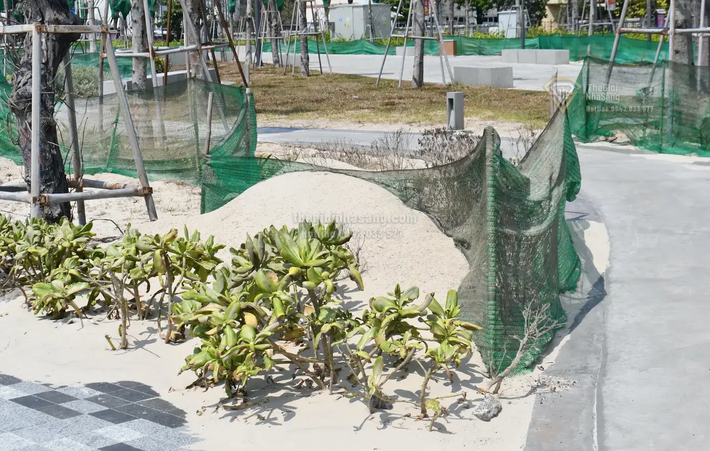 Thách thức và giải pháp bảo vệ công viên Thùy Vân nghìn tỷ trước hiện tượng cát bay tại Vũng Tàu