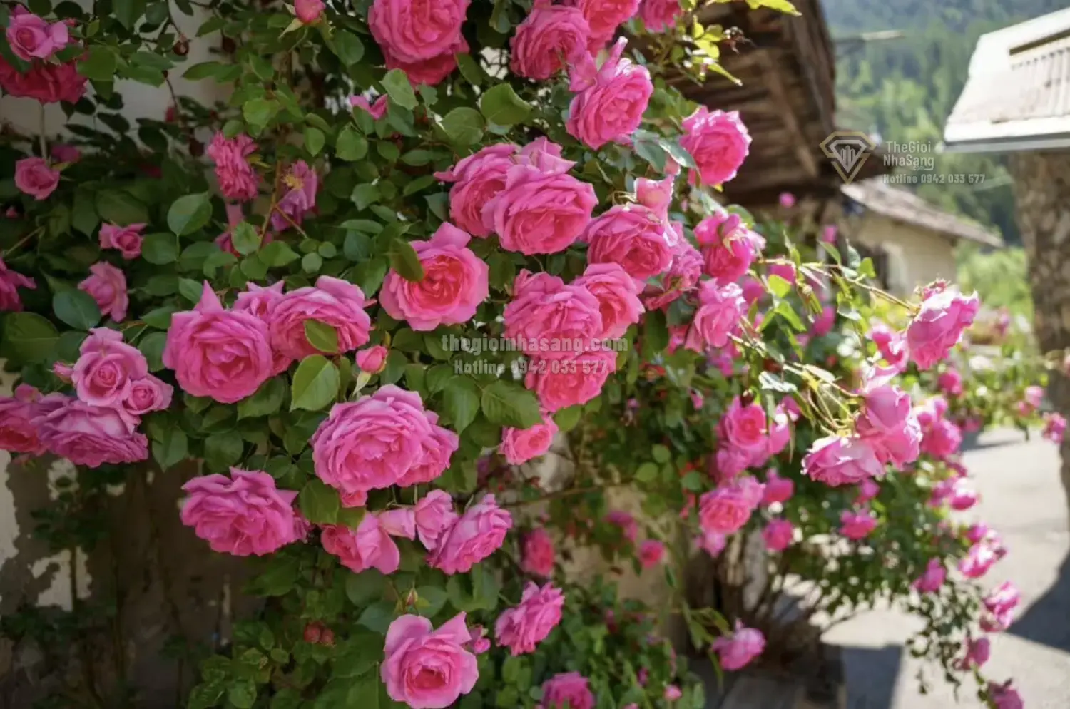 Tháng Ba – Thời điểm vàng trồng cây bụi thân gỗ nâng tầm giá trị không gian sống