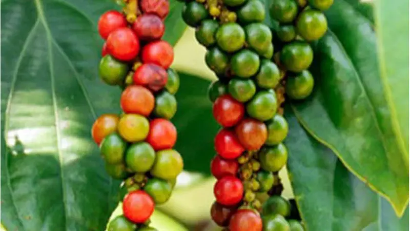 Giá Tiêu Neo Cao: Nguồn Hàng Trong Dân Giảm Dần Do Bán Chốt Lời - Cơ Hội Đầu Tư?