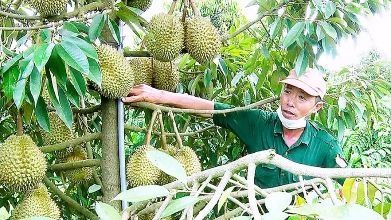Sầu Riêng, Chôm Chôm, Nhãn Ngọt: Mô Hình Trồng Cây Ăn Quả Hiệu Quả Cao Tại Gia Lai
