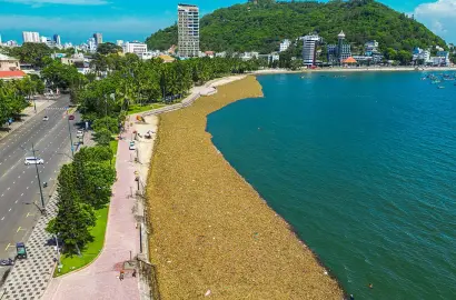 TP HCM Lắp Phao Ngăn Lục Bình Trôi Dạt: Tác Động và Cơ Hội Đầu Tư Bất Động Sản Ven Biển Vũng Tàu