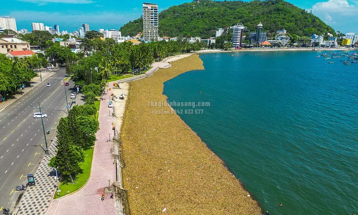 TP HCM Lắp Phao Ngăn Lục Bình Trôi Dạt Vào Bãi Biển Vũng Tàu: Giải Pháp Bảo Vệ Môi Trường Và Hạ Tầng Du Lịch Biển