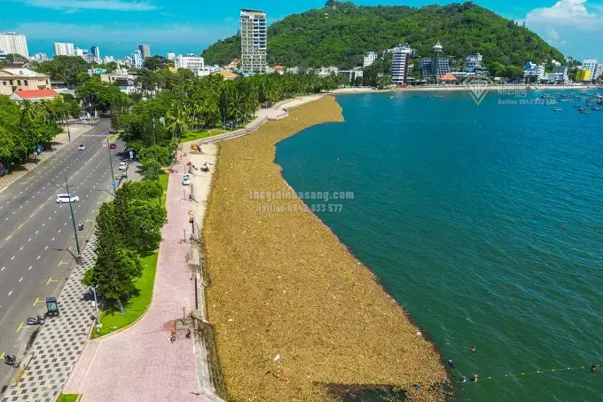 TP HCM Lắp Phao Ngăn Lục Bình Trôi Dạt Vào Bãi Biển Vũng Tàu: Giải Pháp Bảo Vệ Môi Trường Và Hạ Tầng Du Lịch Biển