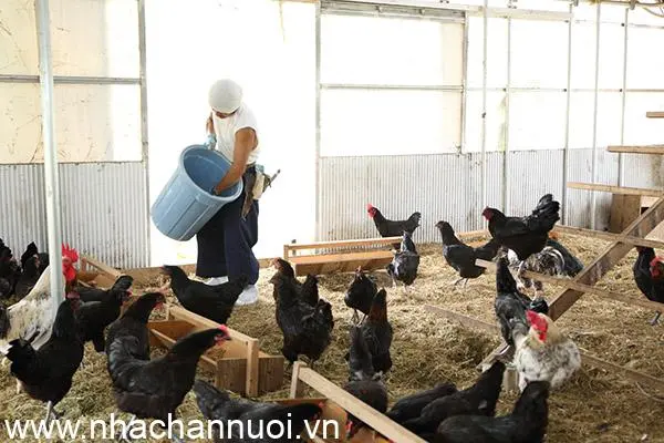 Hội thảo “Chăn nuôi tại Nhật Bản và Hấp phụ độc tố nấm mốc MizukaBinder™”
