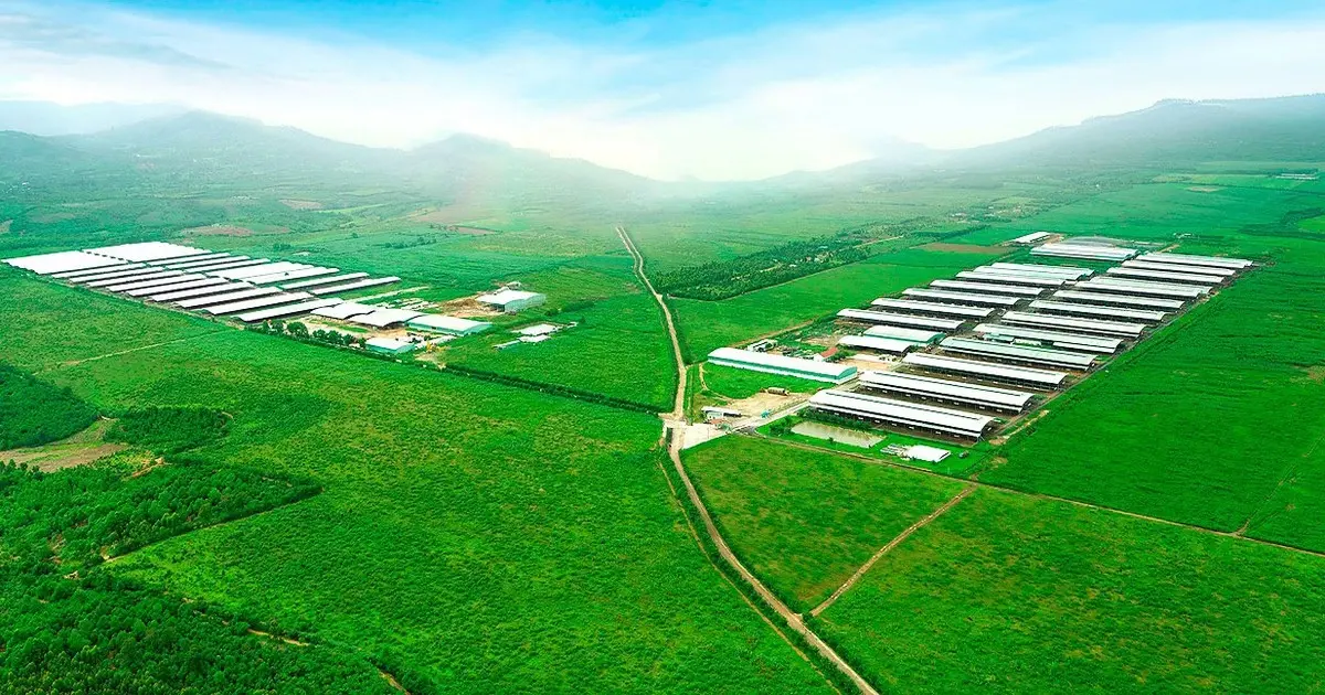 Tham vọng 'biến' Gia Lai thành thiên đường bò sữa - Báo Thanh Niên