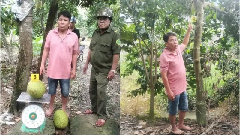 Ăn Trộm 2 Quả Mít: Vì Sao Vẫn Bị Khởi Tố Hình Sự? Phân Tích Pháp Lý Bất Động Sản