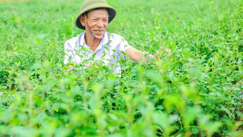 Trồng Cây Dại Ven Đường Thành Công Ở Hải Phòng: Bí Quyết và Hiệu Quả Kinh Tế