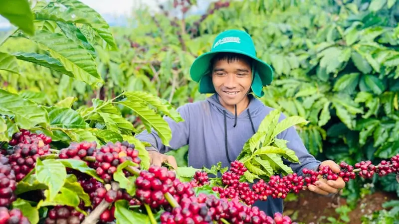 Chàng trai BaNa ở Gia Lai trồng cà phê kiểu lười: Không phân bón hóa học, quả vẫn chi chít