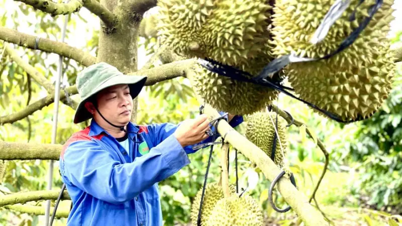 Tỉnh Gia Lai trồng cây ăn trái xuất khẩu tỷ đô, 2 cây tiền tỷ nào đang tăng nhanh diện tích?
