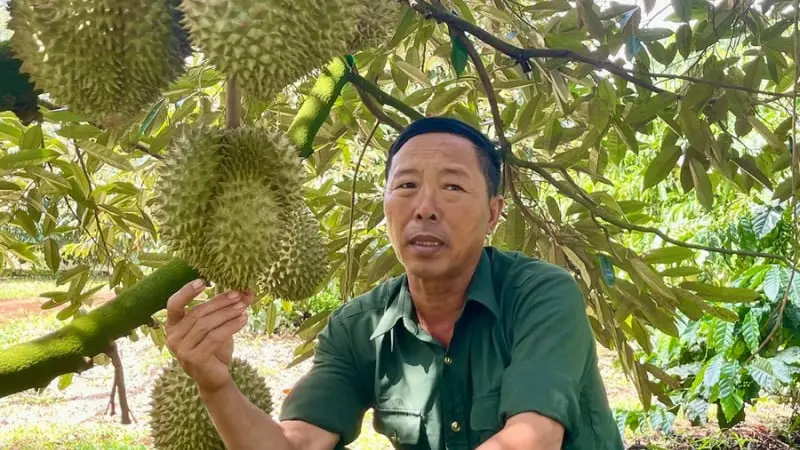 Đây là một ông tỷ phú Gia Lai, trồng "cây tiền tỷ" theo cách 10 người ăn khen cả 10 - Dân Việt
