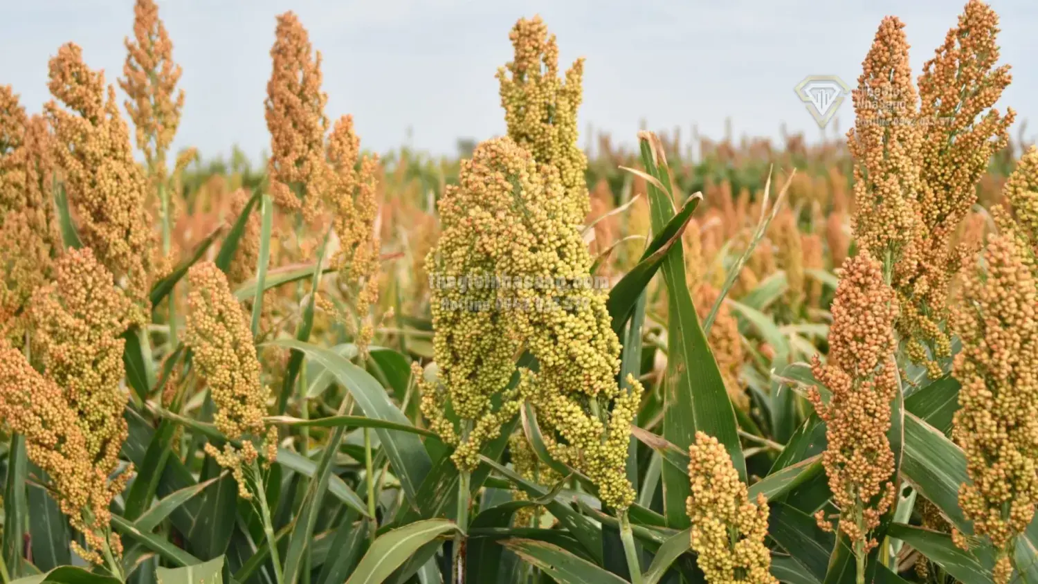 Vai Trò Nữ Giới Trong Phát Triển Bền Vững và Tác Động Đến Thị Trường Bất Động Sản Việt Nam 2024