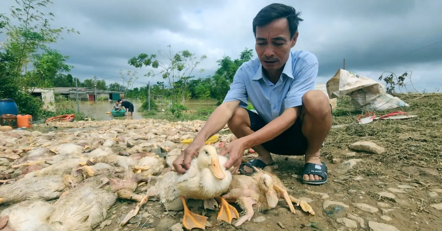 Vớt xác vịt mỏi tay, lão nông ở Thanh Hóa mất trắng 2 tỷ đồng - VietNamNet