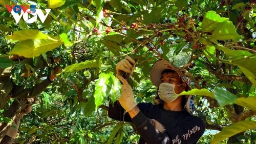 Gia Lai đẩy mạnh xúc tiến xuất khẩu vào thị trường Trung Quốc - VOV World