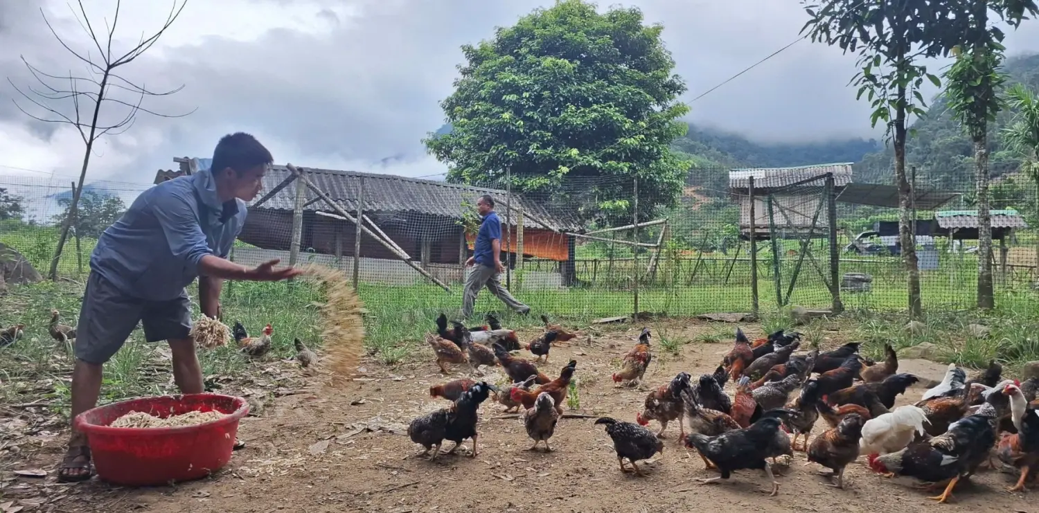 Chàng trai dân tộc Thái ở bản Pục làm giàu từ giống gà bản địa - Chăn nuôi Việt Nam