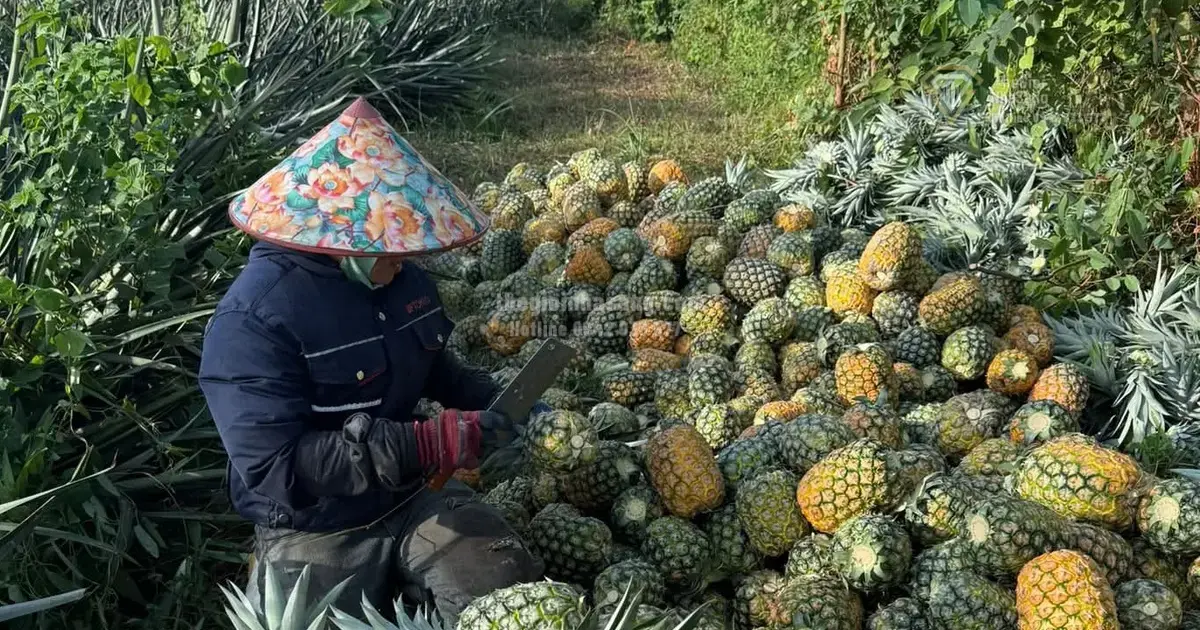 Xuất khẩu rau quả Việt Nam bứt phá tại EU: Cơ hội và thách thức cho thị trường bất động sản và đầu tư hạ tầng