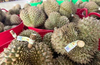 Xuất khẩu sầu riêng theo Luồng xanh: Bước tiến mới thúc đẩy phát triển bất động sản vùng nông nghiệp công nghệ cao