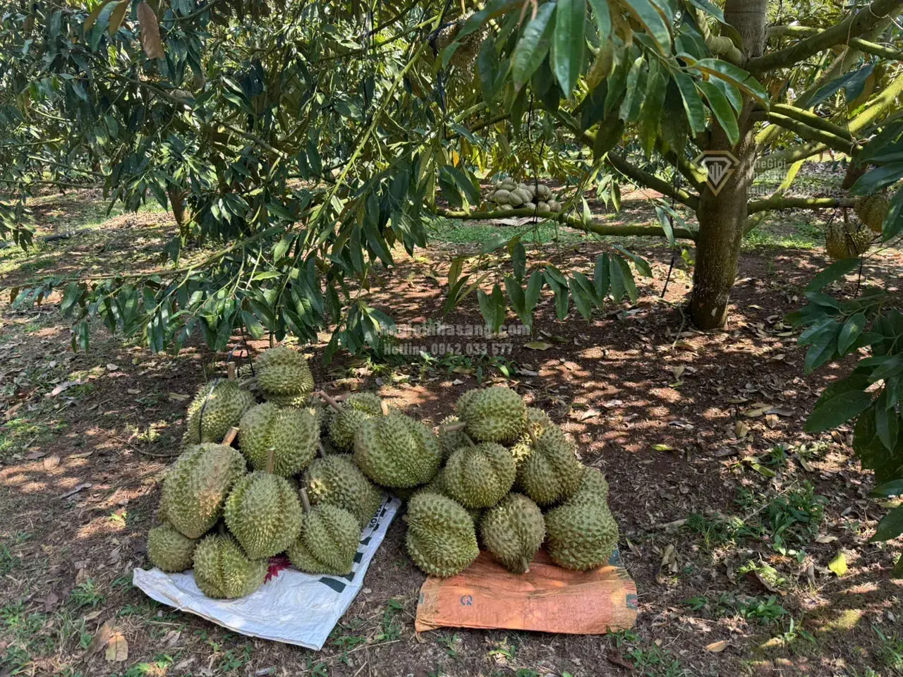 Xuất khẩu sầu riêng theo Luồng xanh: Bước tiến mới thúc đẩy phát triển bất động sản vùng nông nghiệp công nghệ cao