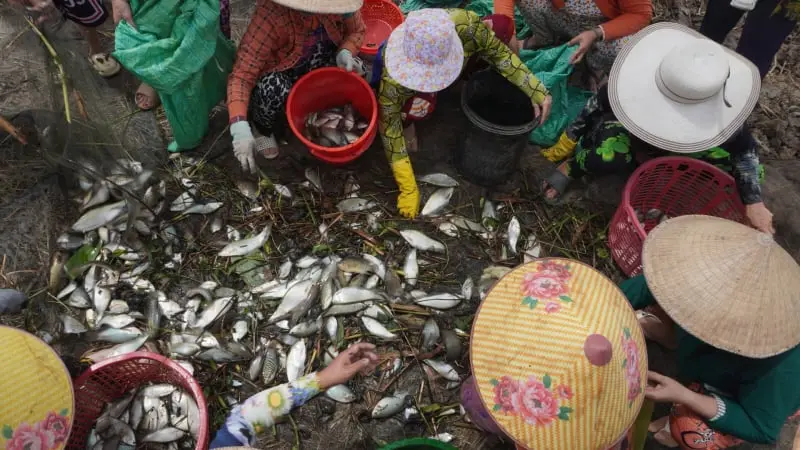 Cá đồng Cà Mau đang sinh sản tự nhiên bằng cách này đây