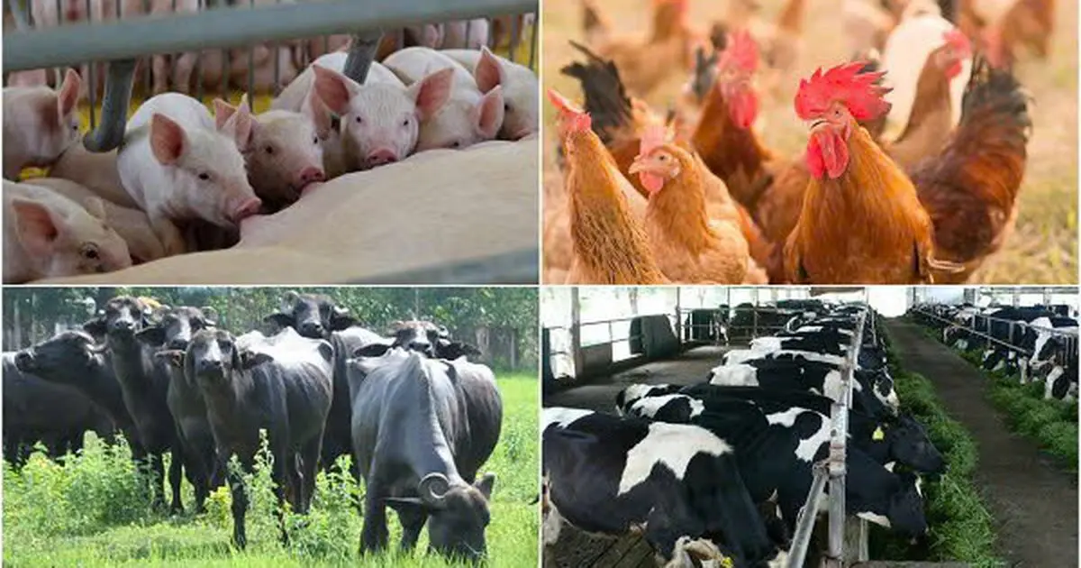 Chăn nuôi tuần hoàn: Bước tiến thiết yếu hướng tới phát triển bền vững