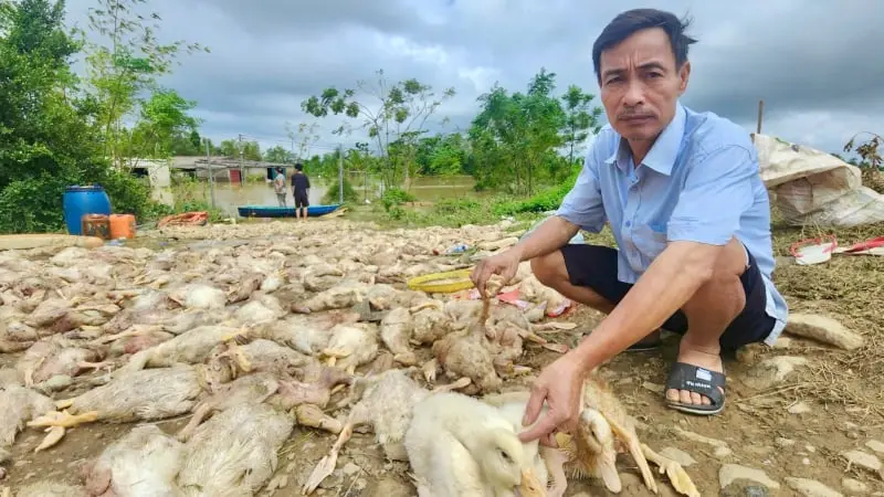 Ở xã mới này của tỉnh Thanh Hóa có một ông nông dân mất 13.000 con vịt, thiệt hại 2 tỷ do ...