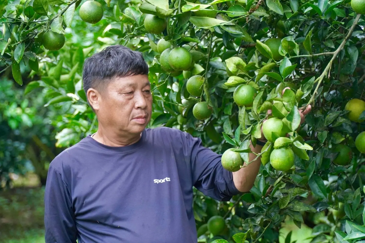Cựu binh bỏ phố về quê, biến đồi cằn cỗi thành trang trại hàng tỷ - Nông thôn mới