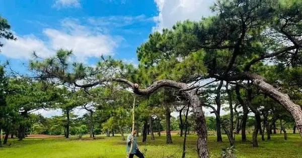 Gia Lai siết chặt bảo vệ báu vật xanh trước nạn đào trộm thông cổ thụ